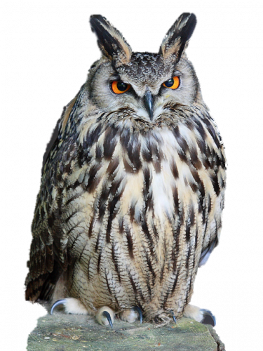 black and white owl with red eyes